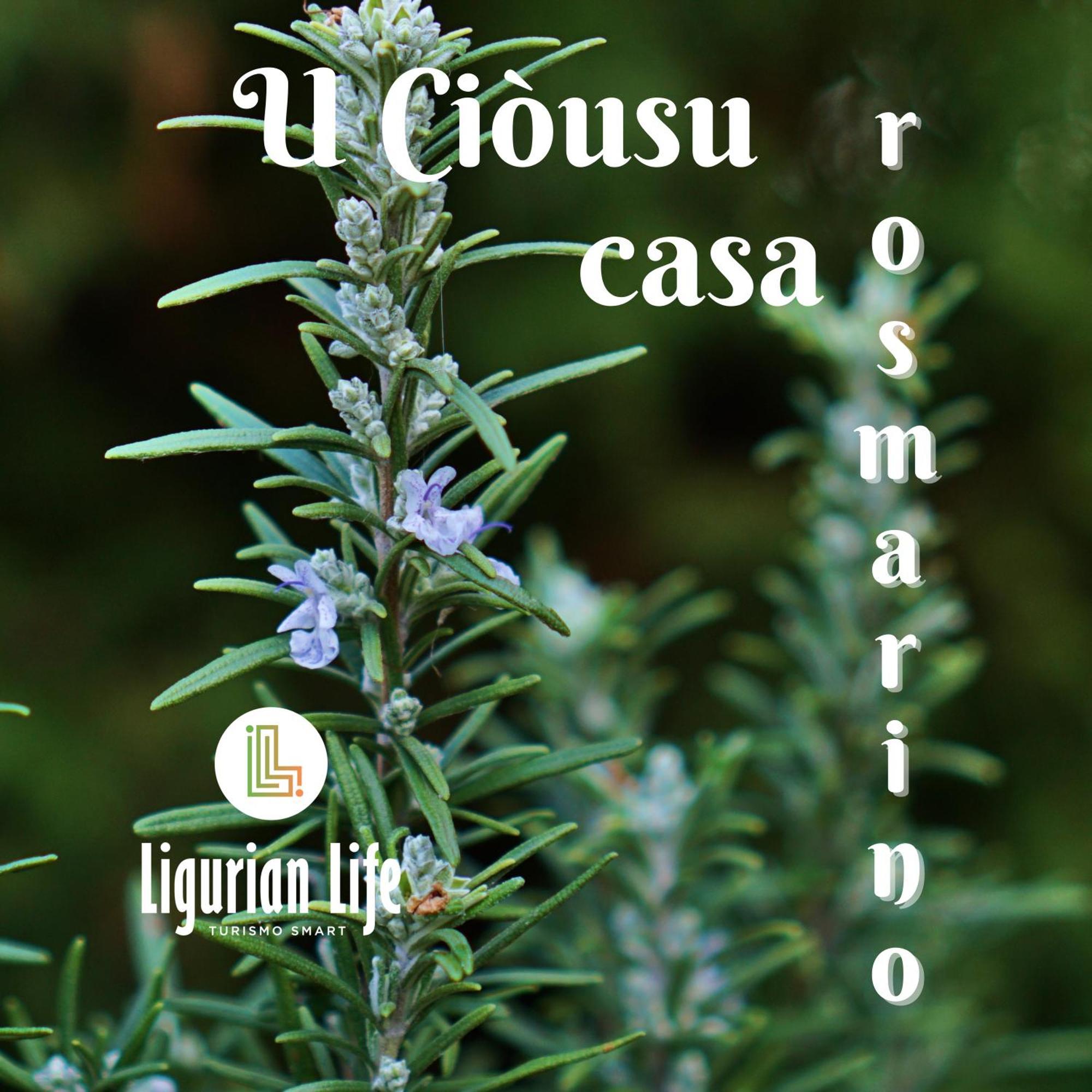 U Ciousu By Ligurian Life Appartamenti In Agriturismo Vallebona Pokoj fotografie